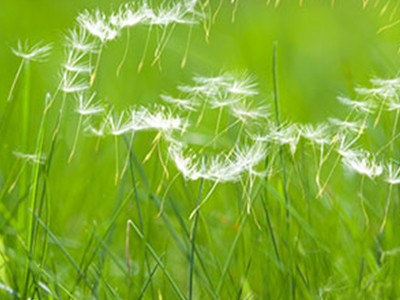 Driving safely whilst suffering from hay fever